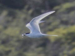 Sterna striata striata