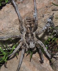 Lycosa hispanica