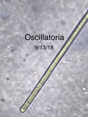 Oscillatoria