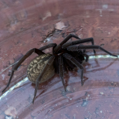 Phyxelididae