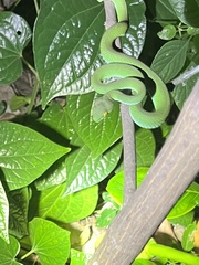 Trimeresurus macrops