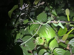 Trimeresurus macrops