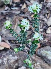 Pimelea nivea