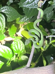 Trimeresurus macrops