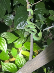 Trimeresurus macrops