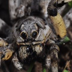 Lycosa hispanica