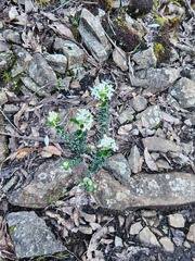 Pimelea nivea