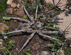 Lycosa hispanica