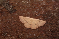 Cyclophora puppillaria