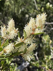Orites lancifolius