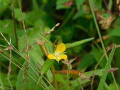 Ludwigia perennis