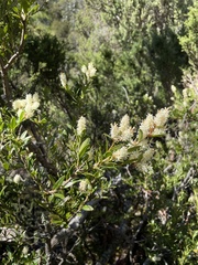 Orites lancifolius