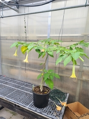 Brugmansia × cubensis