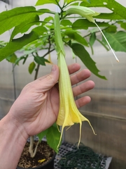Brugmansia × cubensis