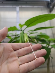 Brugmansia × cubensis