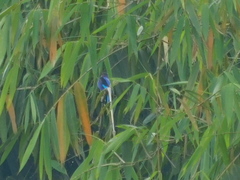 Halcyon cyanoventris