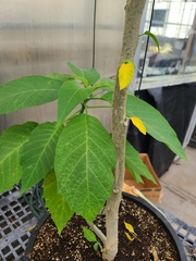 Brugmansia × cubensis