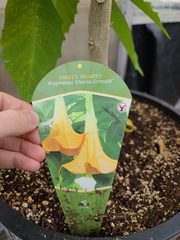 Brugmansia × cubensis