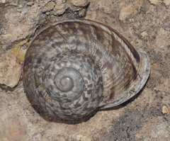Iberus alonensis