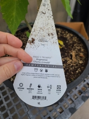 Brugmansia × cubensis