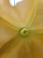 Brugmansia × cubensis