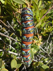 Nudaurelia cytherea