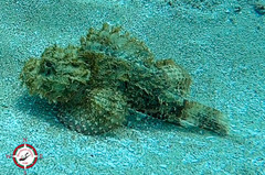 Scorpaenidae