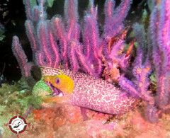 Gymnothorax undulatus