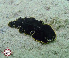 Pseudobiceros hancockanus