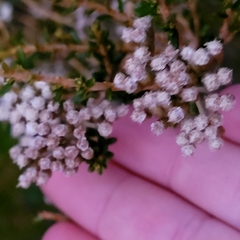 Ozothamnus leptophyllus