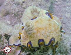 Goniobranchus obsoletus