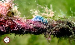 Hypselodoris infucata
