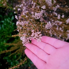 Ozothamnus leptophyllus