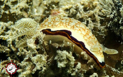 Goniobranchus obsoletus