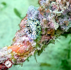 Hypselodoris infucata