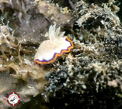 Goniobranchus obsoletus