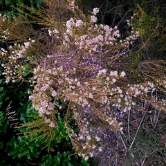 Ozothamnus leptophyllus