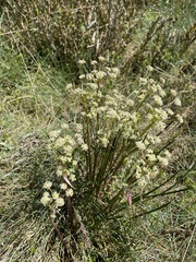 Aciphylla simplicifolia