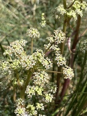 Aciphylla simplicifolia