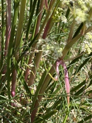 Aciphylla simplicifolia