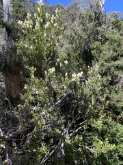 Orites lancifolius