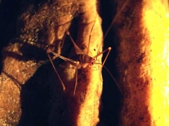 Dolichopoda geniculata