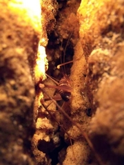 Dolichopoda geniculata