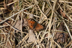 Nymphalis xanthomelas
