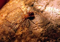 Kryptonesticus eremita