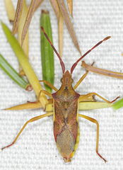 Gonocerus juniperi