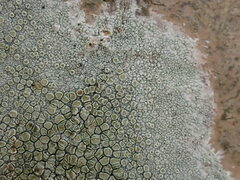 Lecanora leprosa