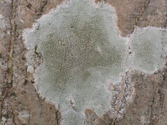 Lecanora leprosa