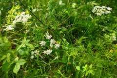 Chaerophyllum temulum