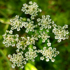 Chaerophyllum temulum